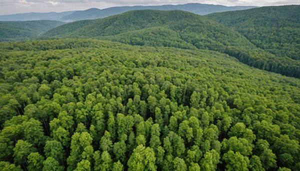 Le rôle des forêts dans la lutte contre le réchauffement global